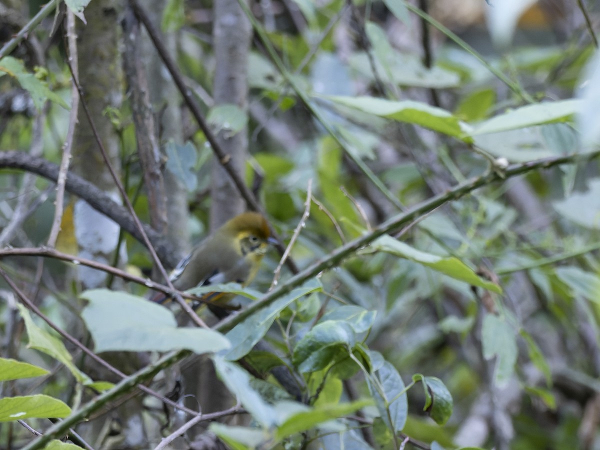 ノドジマコバシチメドリ - ML647330367