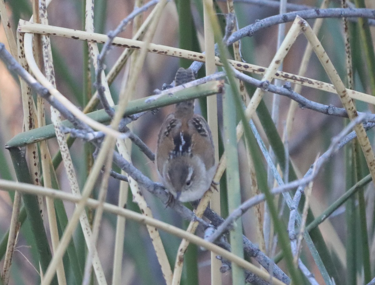 střízlík bažinný - ML647330369