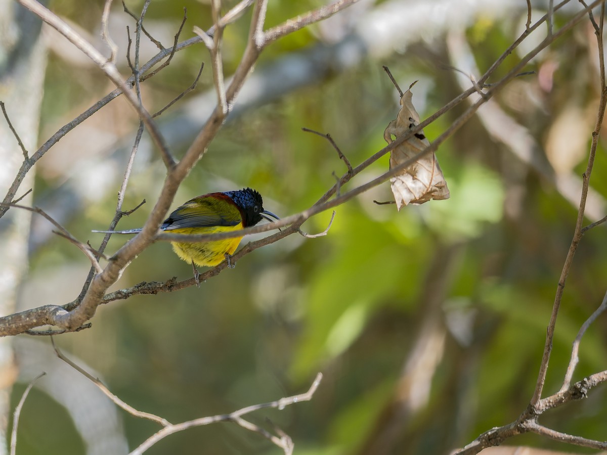 ミドリオタイヨウチョウ - ML647330374