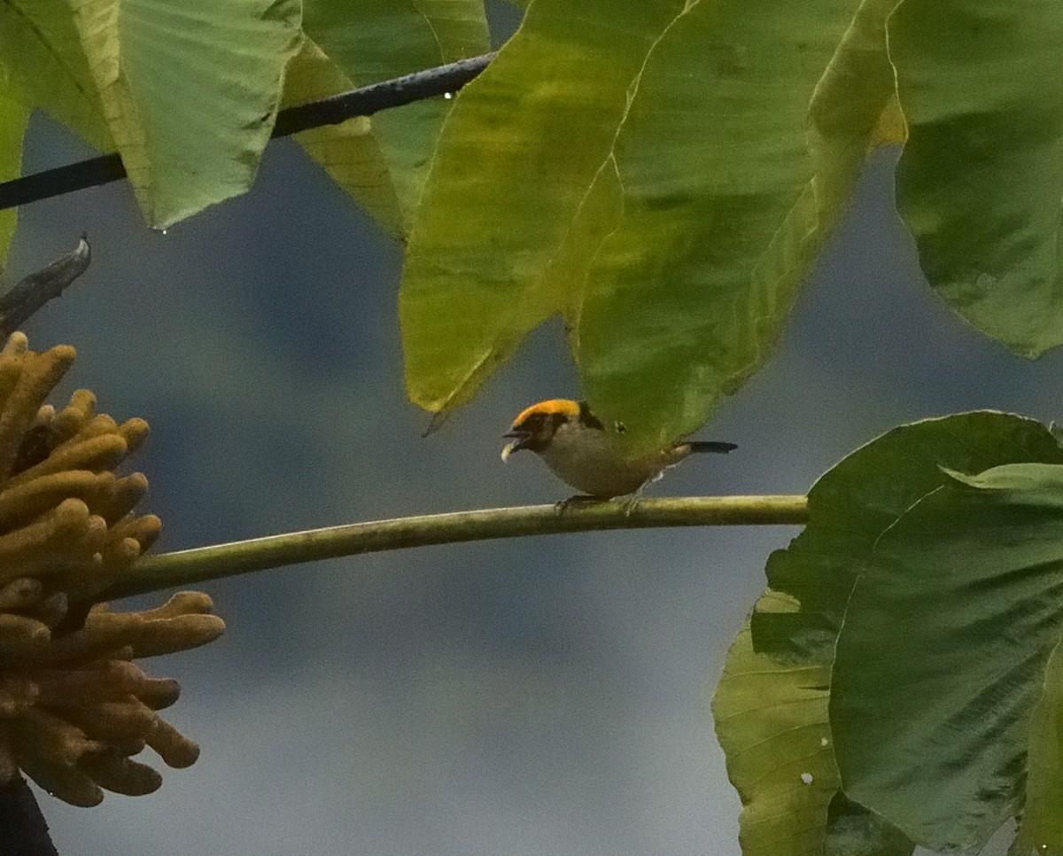 Alev Suratlı Tangara - ML647330375