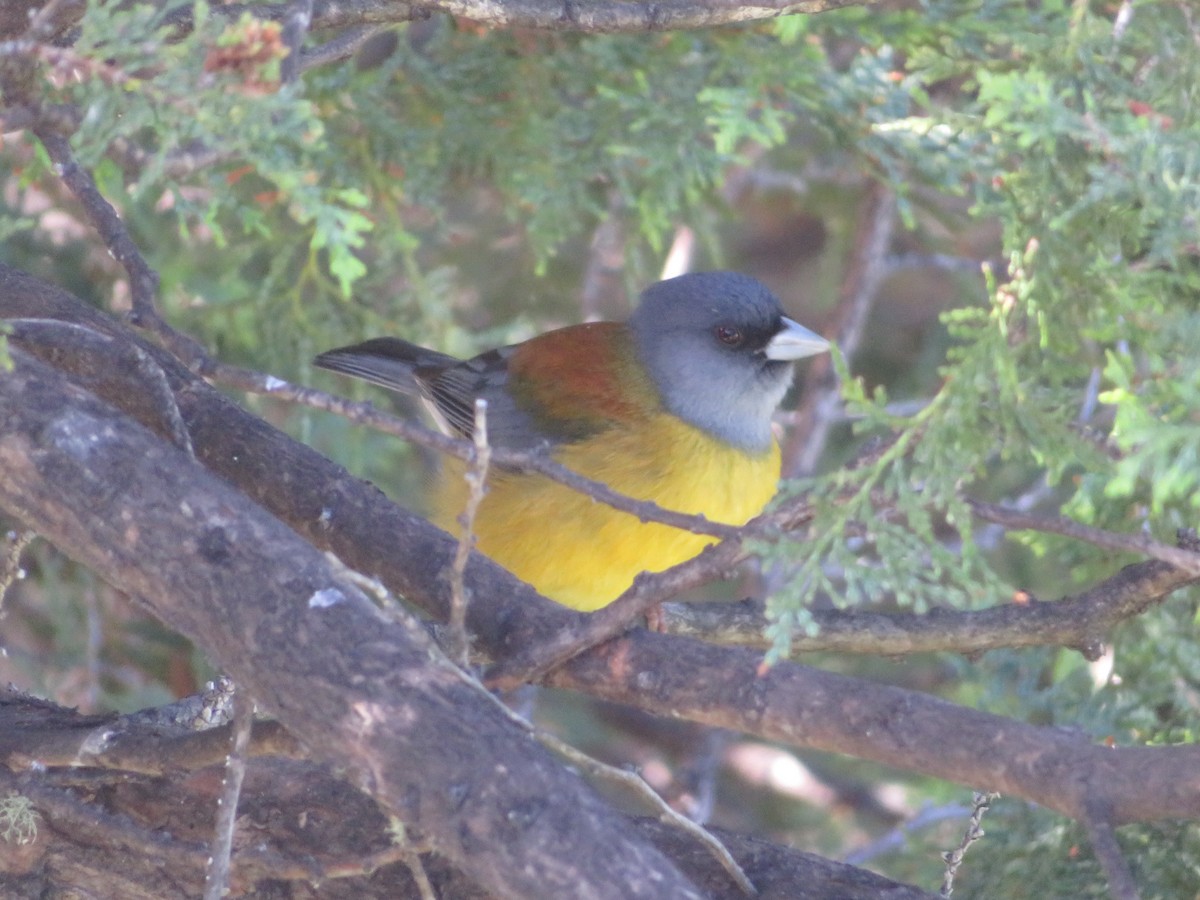 Patagonian Sierra Finch - ML647330379