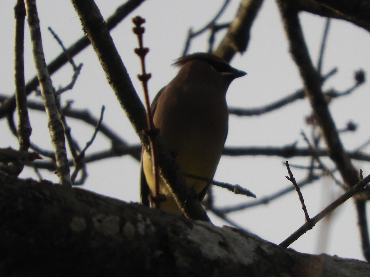 Cedar Waxwing - ML647330381