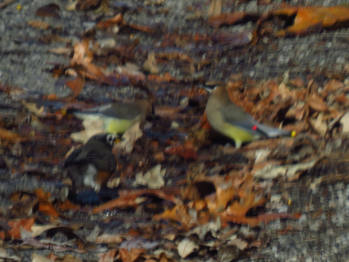 Cedar Waxwing - ML647330382