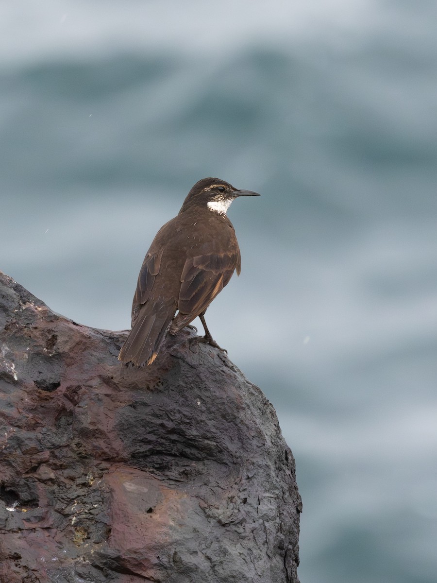 Seaside Cinclodes - ML647330383