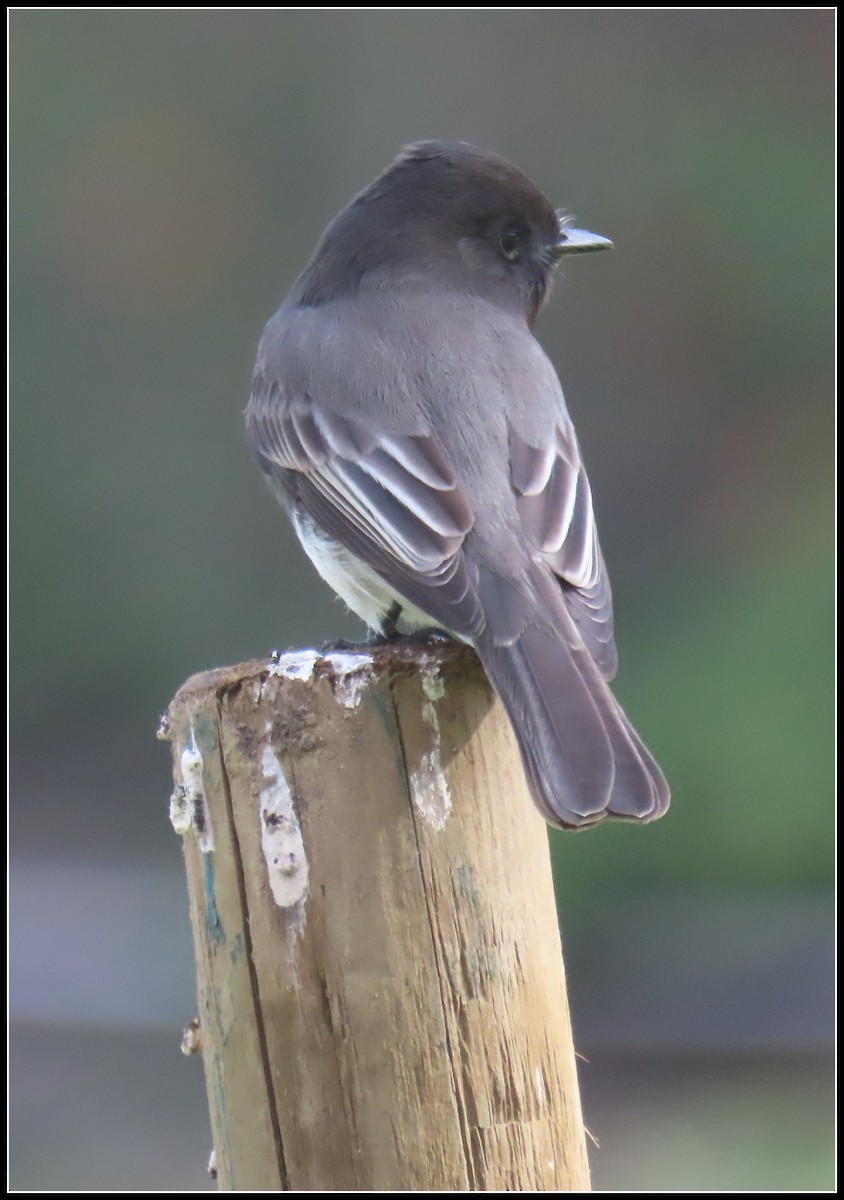 Black Phoebe - ML647330386