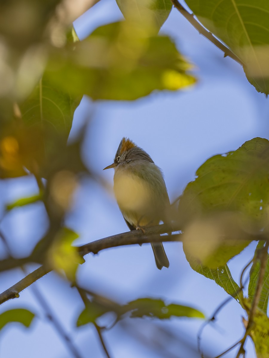 チャバラカンムリチメドリ - ML647330387