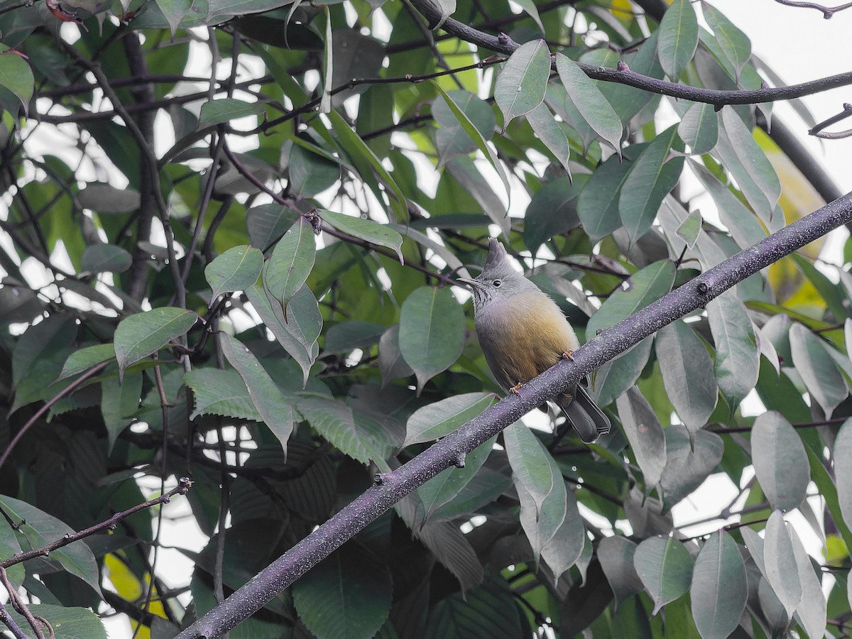 ノドフカンムリチメドリ - ML647330395