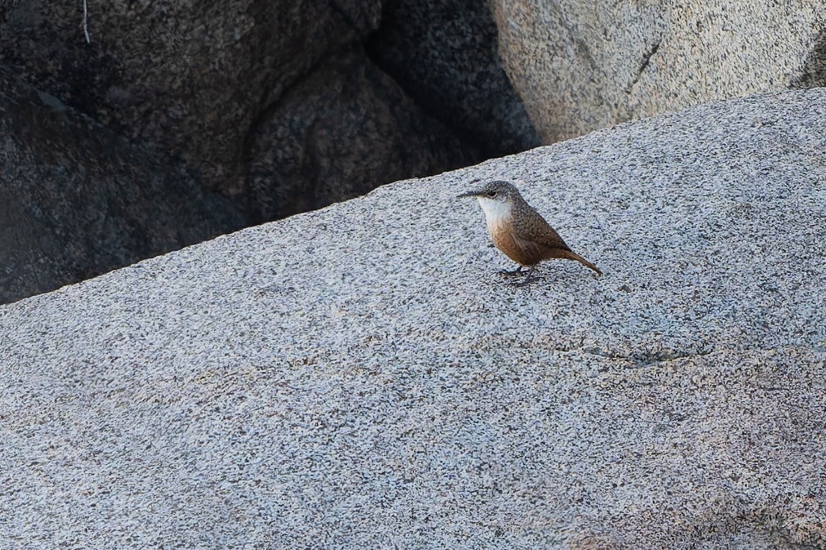 Canyon Wren - ML647330396