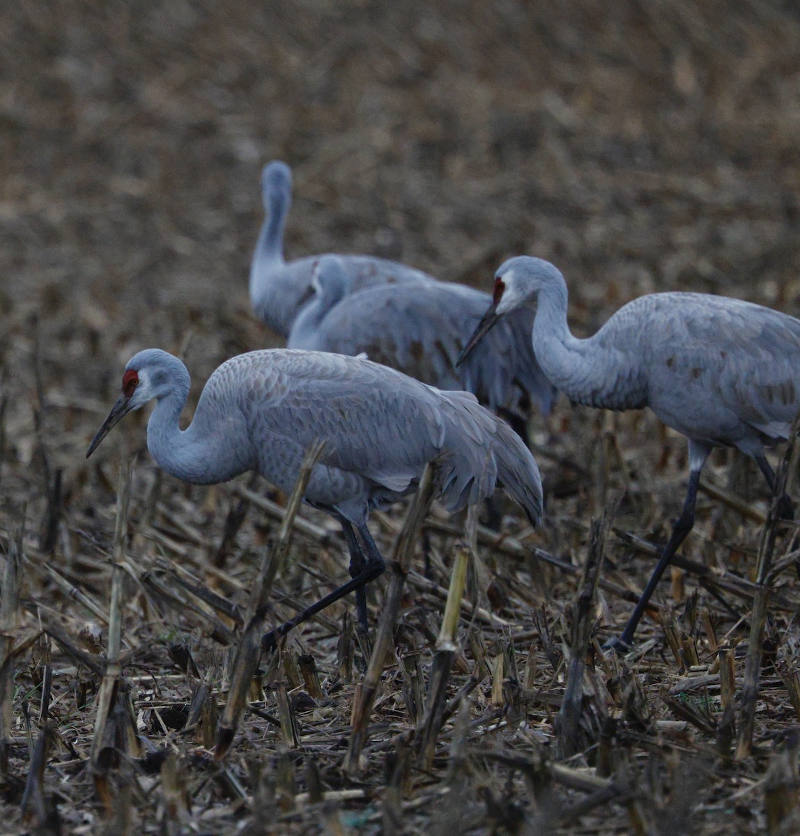 kanadatrane - ML647330398