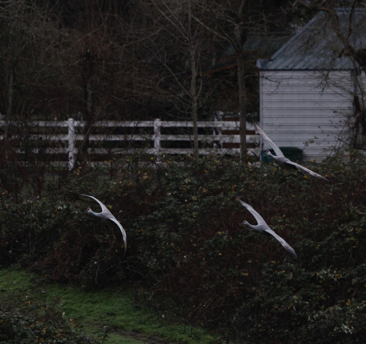 kanadatrane - ML647330399