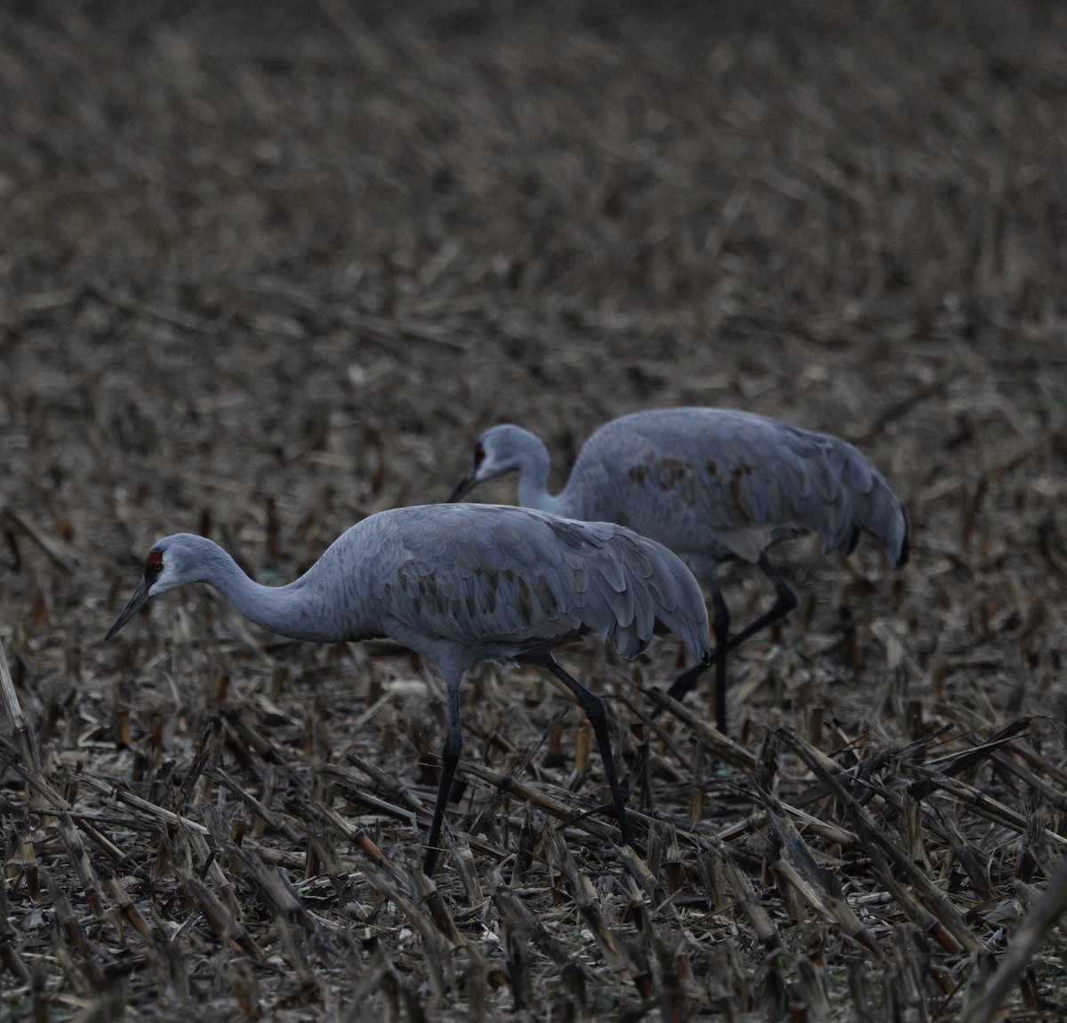 kanadatrane - ML647330400