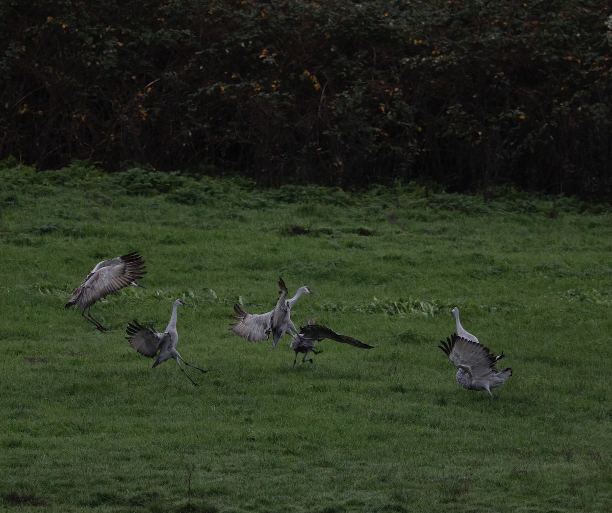 kanadatrane - ML647330405