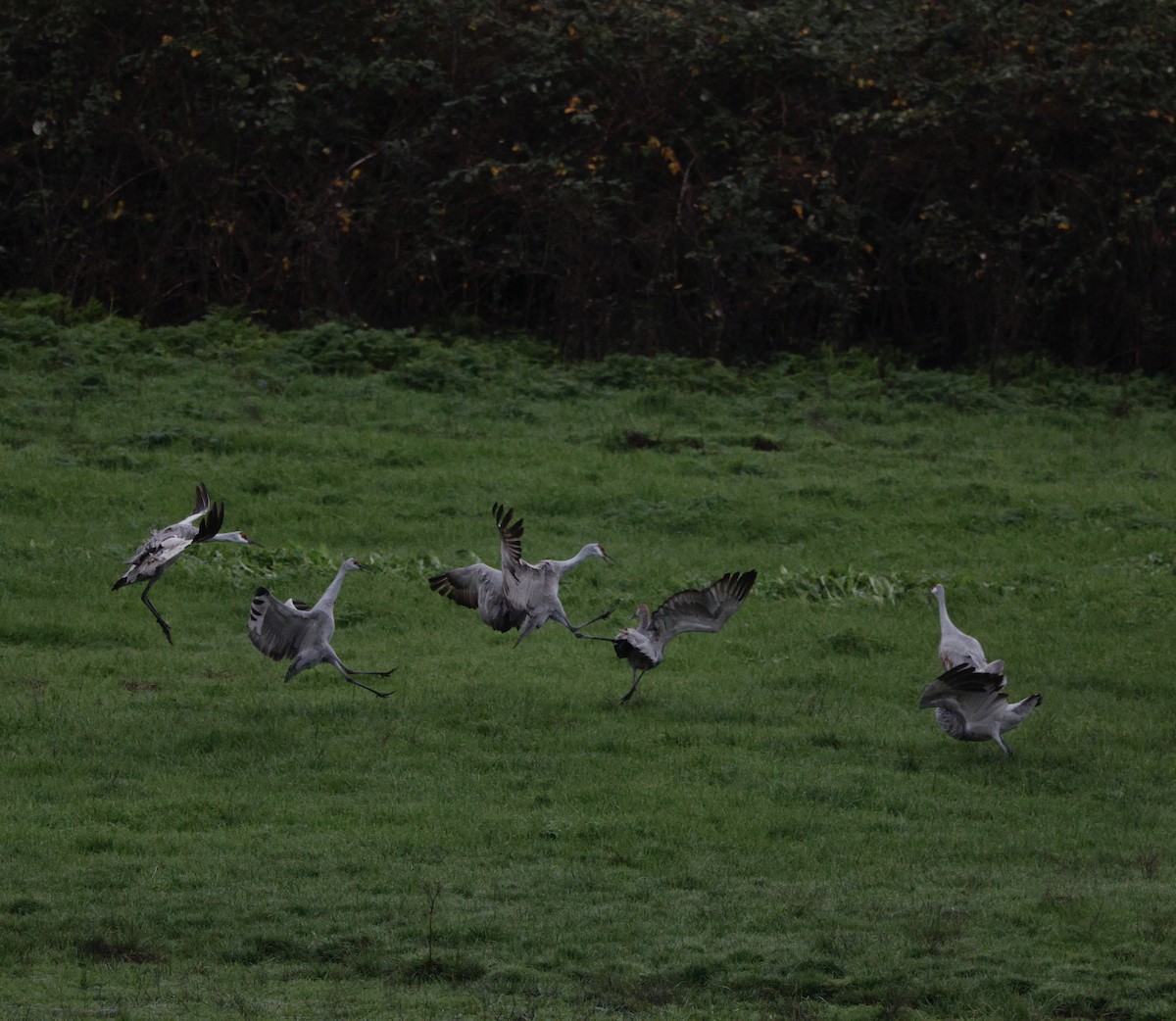 kanadatrane - ML647330407