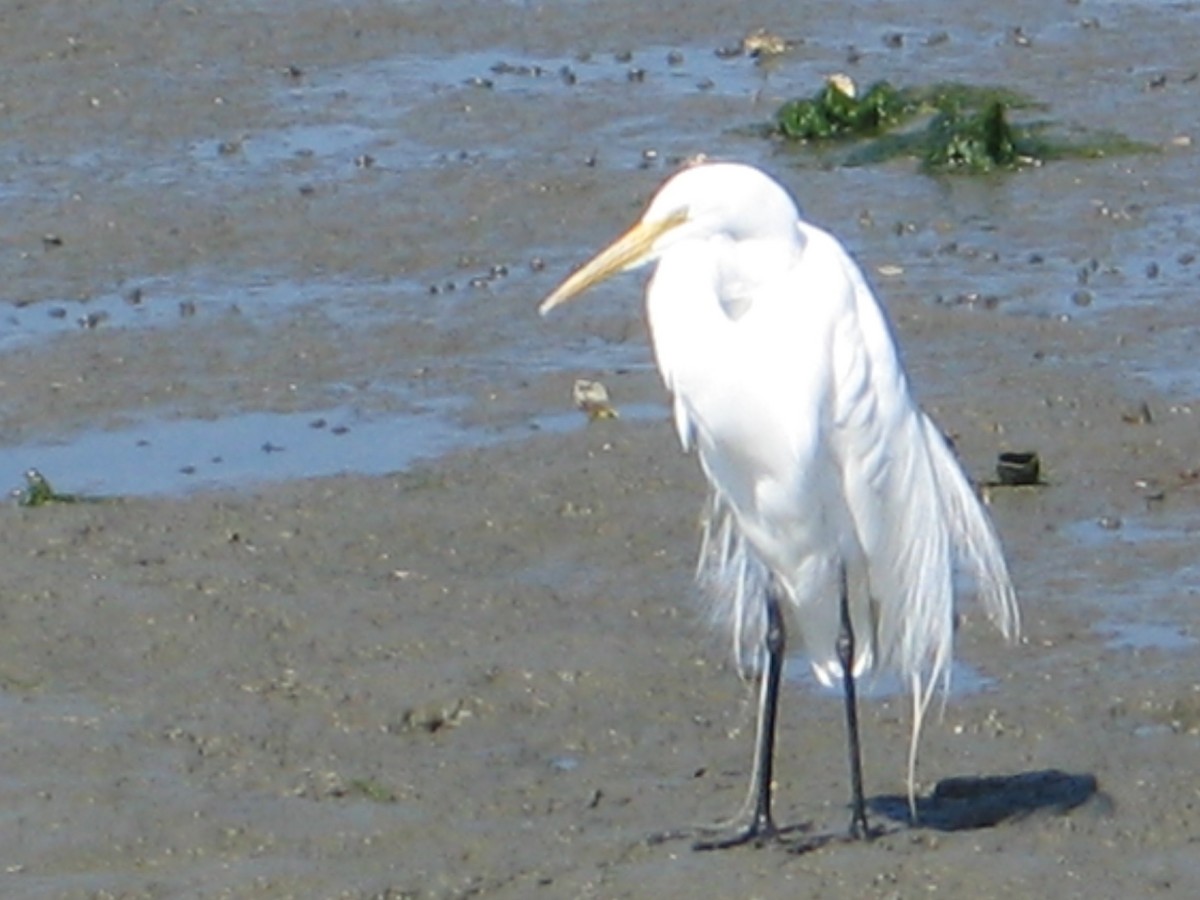 Great Egret - ML647330408