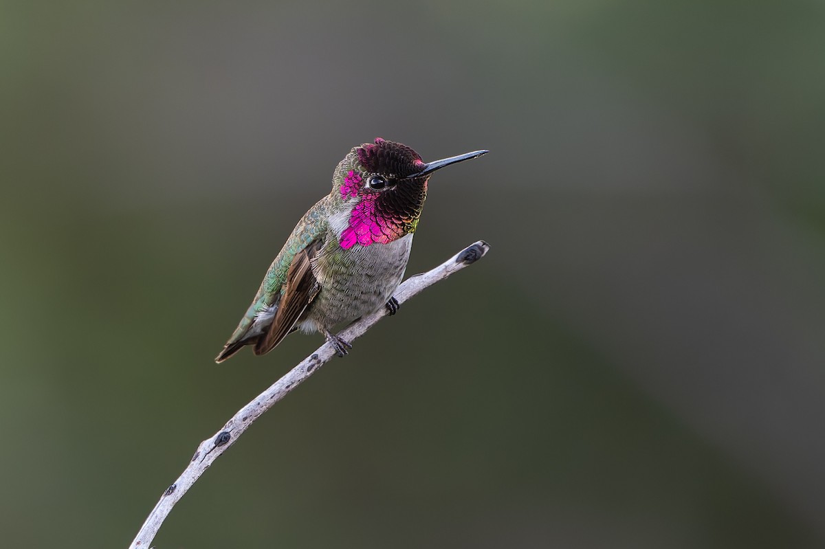Anna's Hummingbird - ML647330409