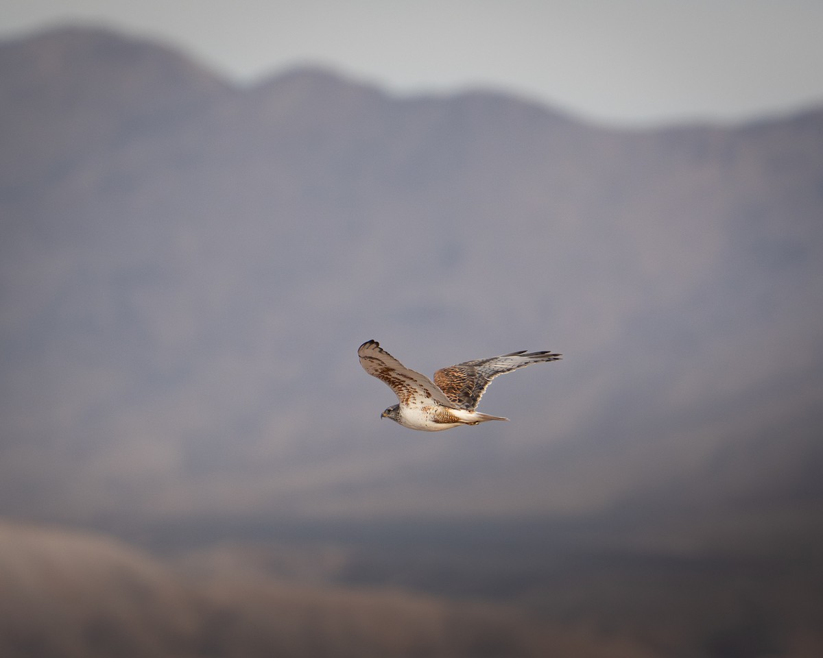 kongevåk - ML647330426