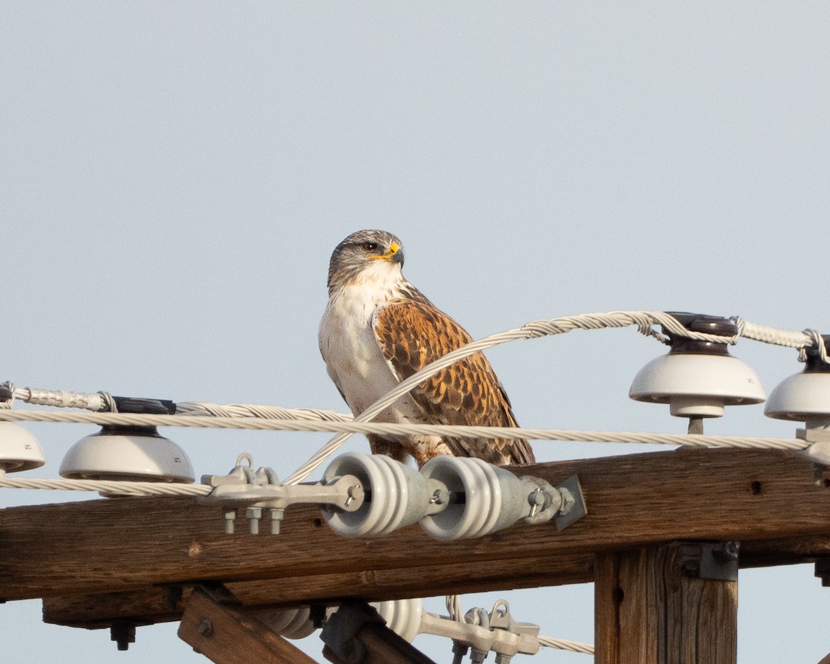 kongevåk - ML647330427