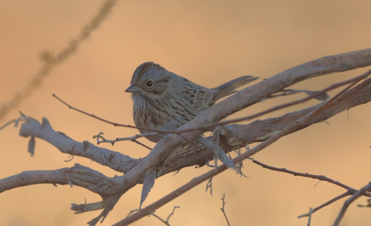 Lincoln's Sparrow - ML647330435
