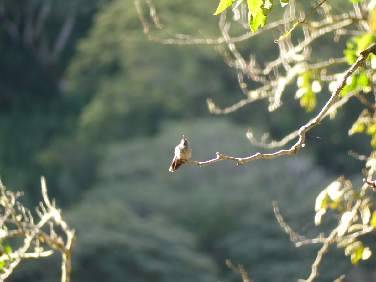 skjellbrystkolibri - ML647330443