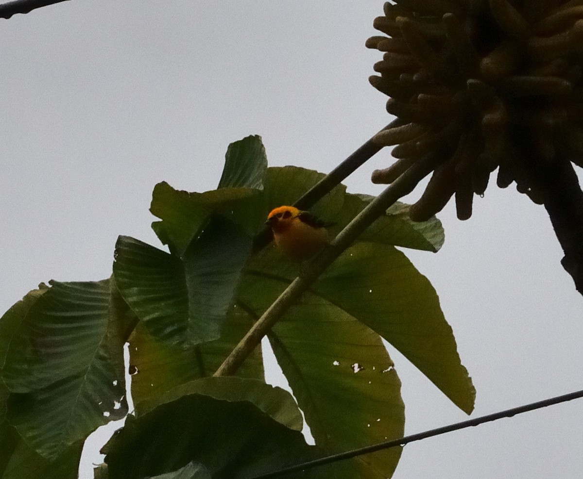 Altın Tangara - ML647330450