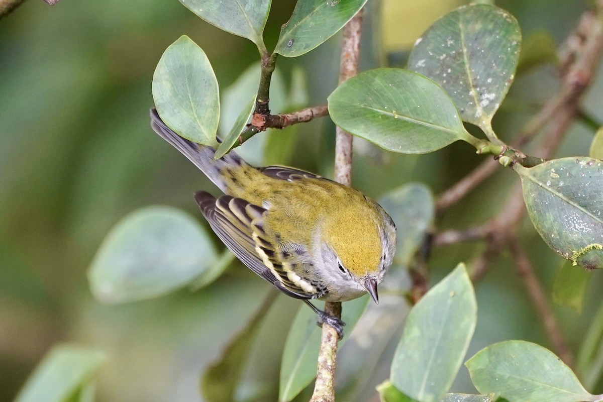 lesňáček rezavoboký - ML647330454