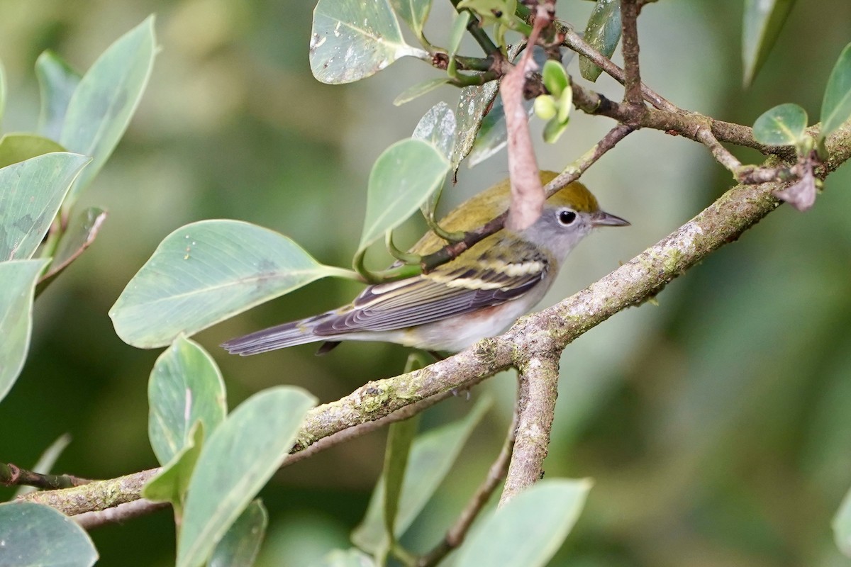 lesňáček rezavoboký - ML647330455