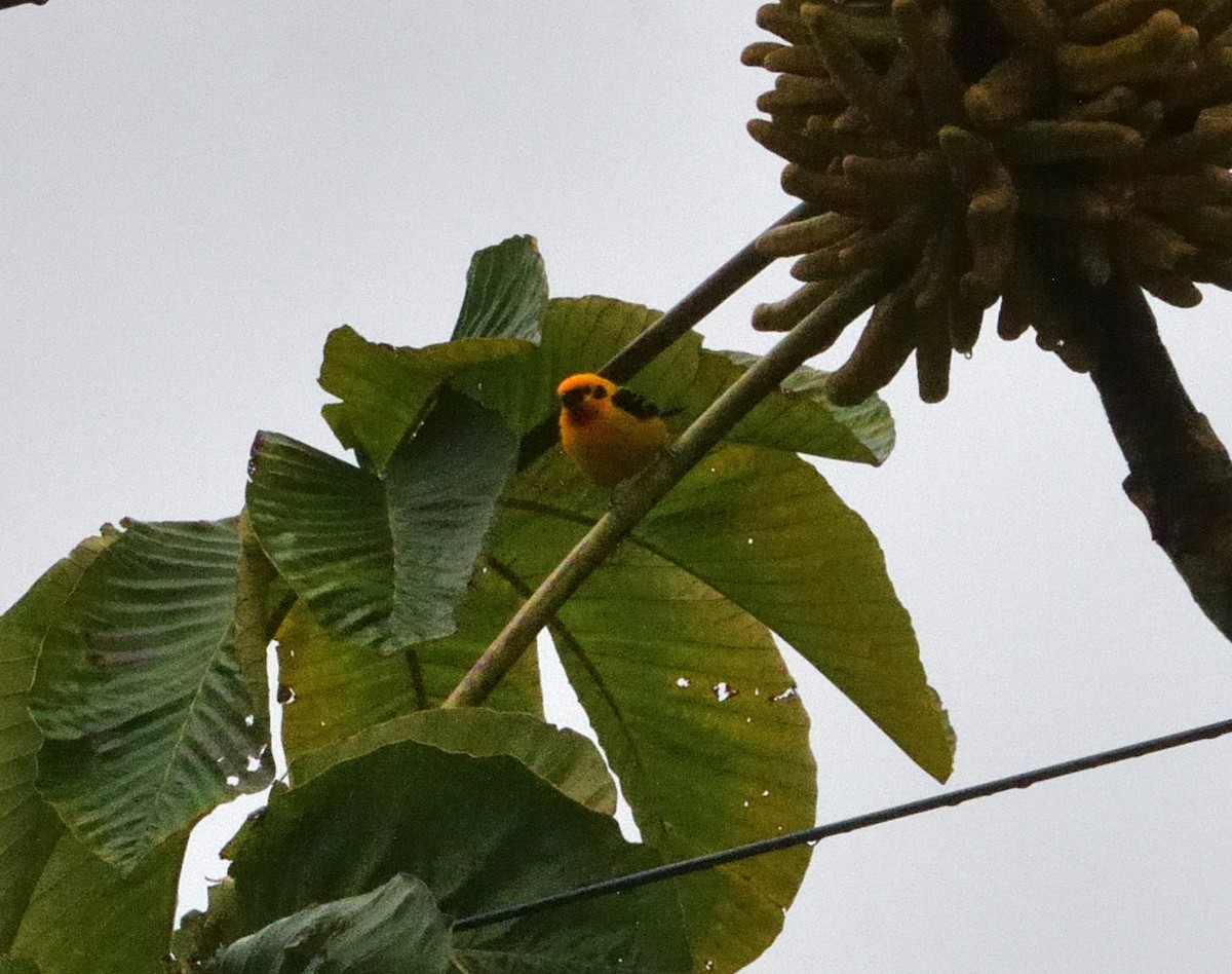 Altın Tangara - ML647330458