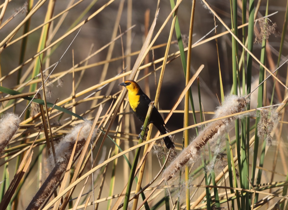 vlhovec žlutohlavý - ML647330459