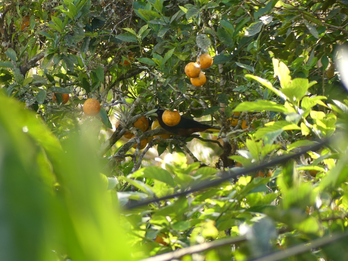 Chestnut-headed Oropendola - ML647330461