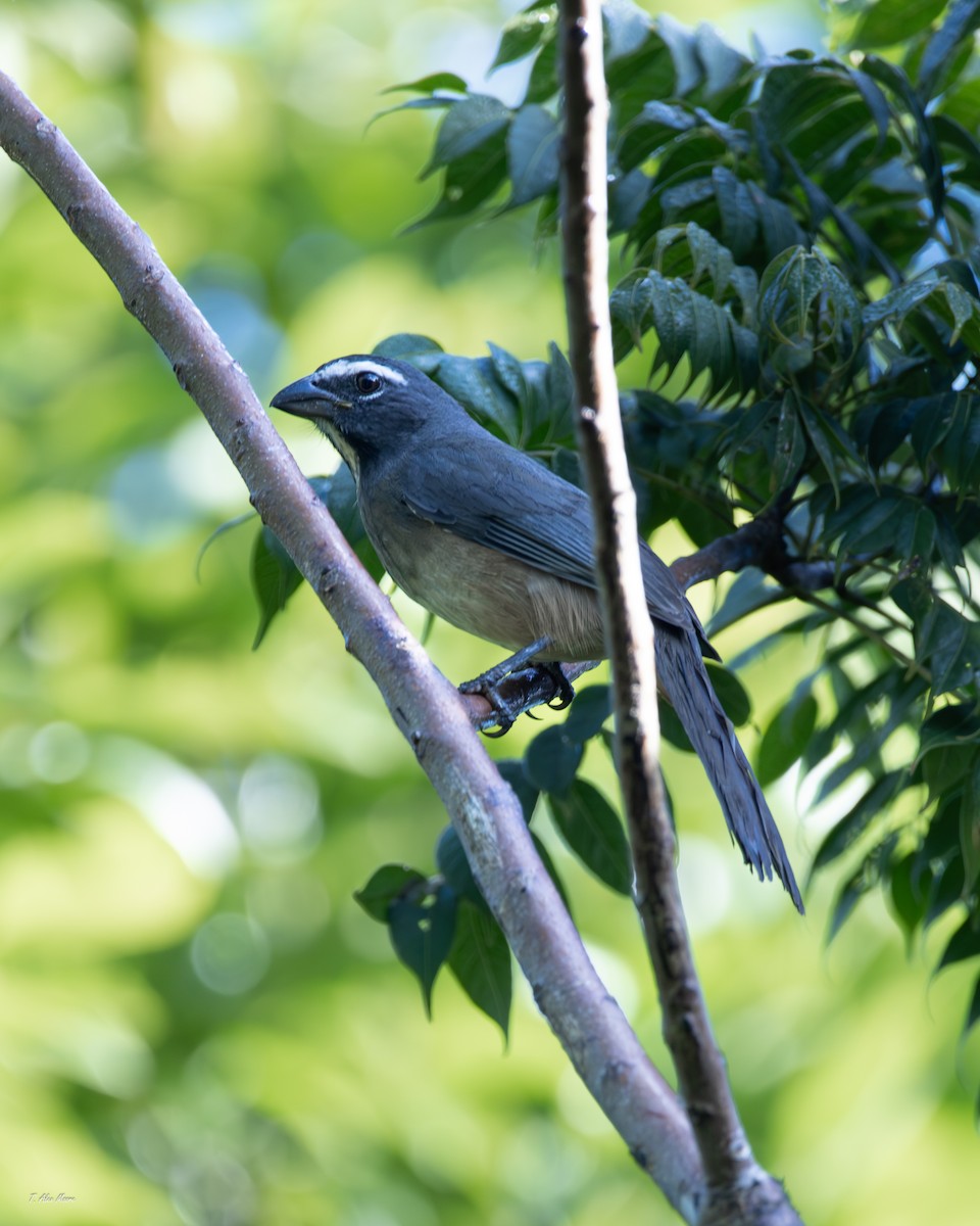 Kuzeyli Kurşuni Saltator - ML647330469