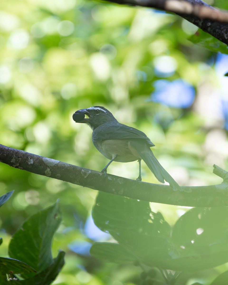 Kuzeyli Kurşuni Saltator - ML647330470