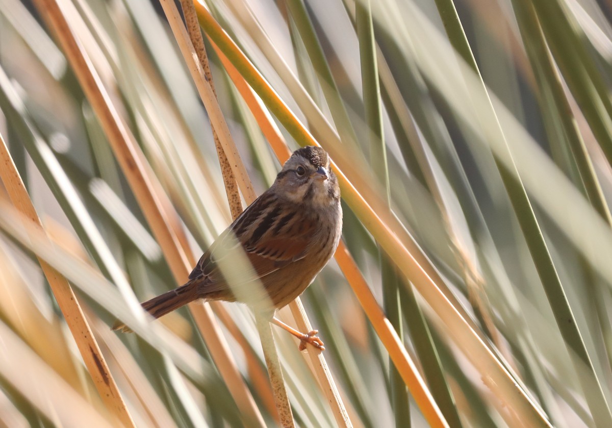 Swamp Sparrow - ML647330476
