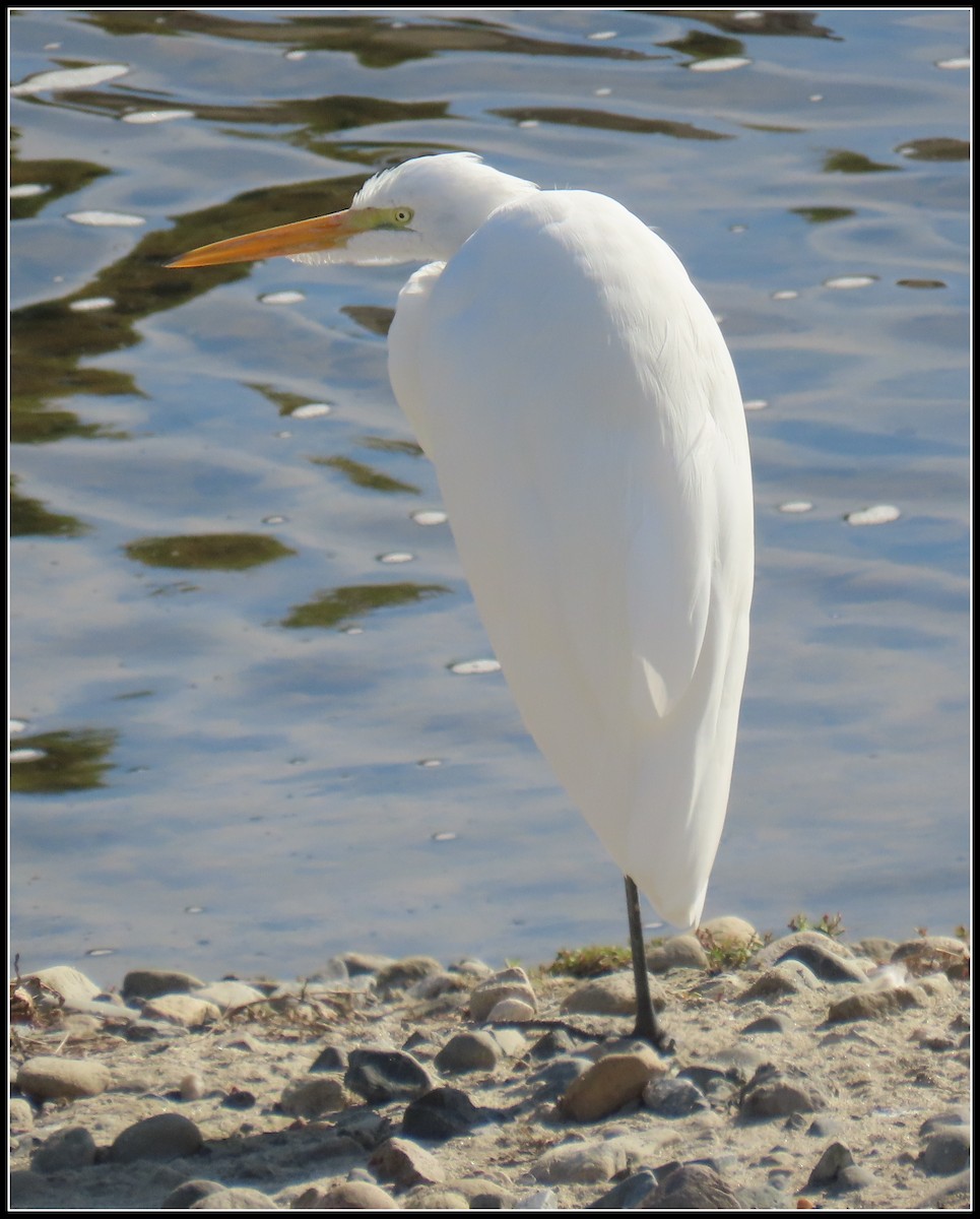 Great Egret - ML647330479