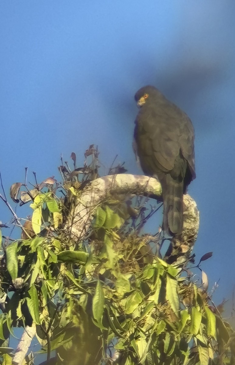 Bicolored Hawk - ML647330483