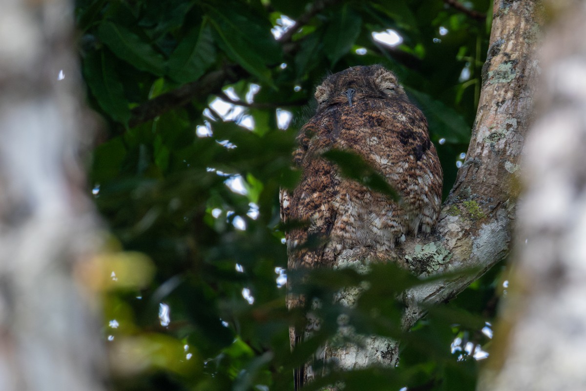 Great Potoo - ML647330484