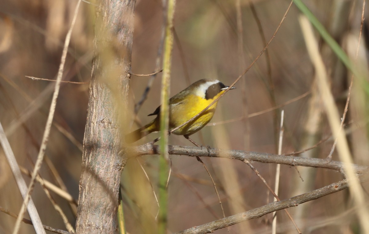 lesňáček žlutohrdlý - ML647330496