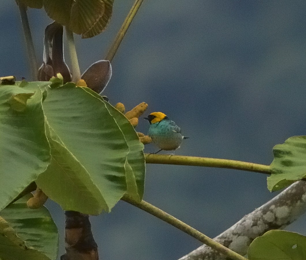 Safran Başlı Tangara - ML647330498