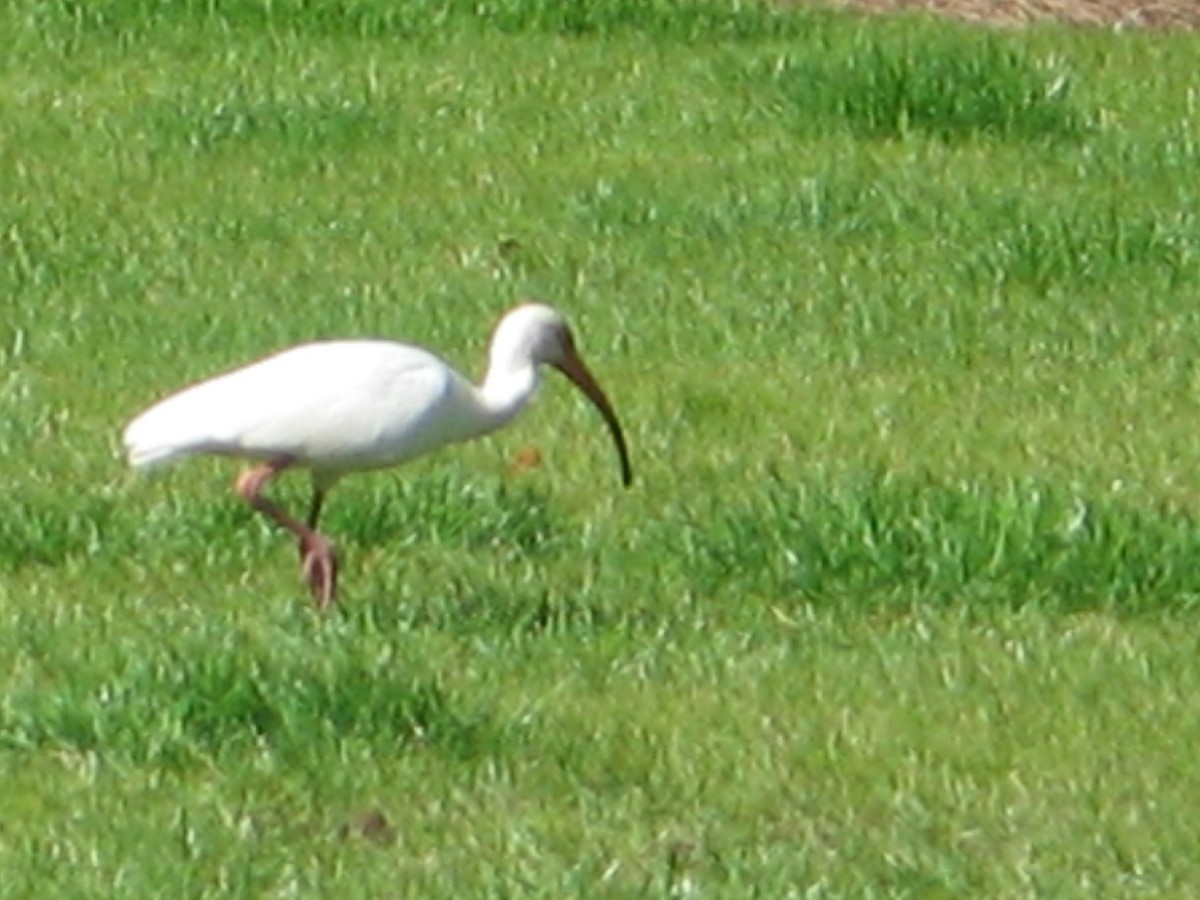 White Ibis - ML647330500