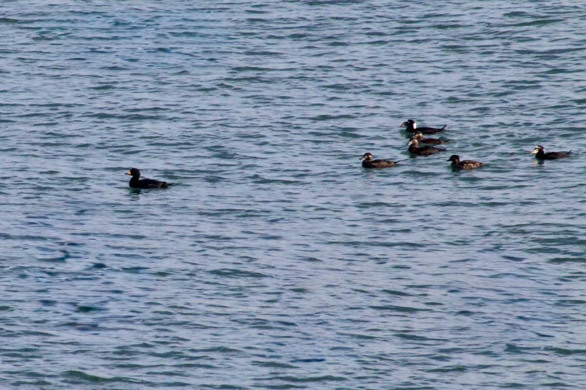 Amerika Kara Ördeği - ML647330511