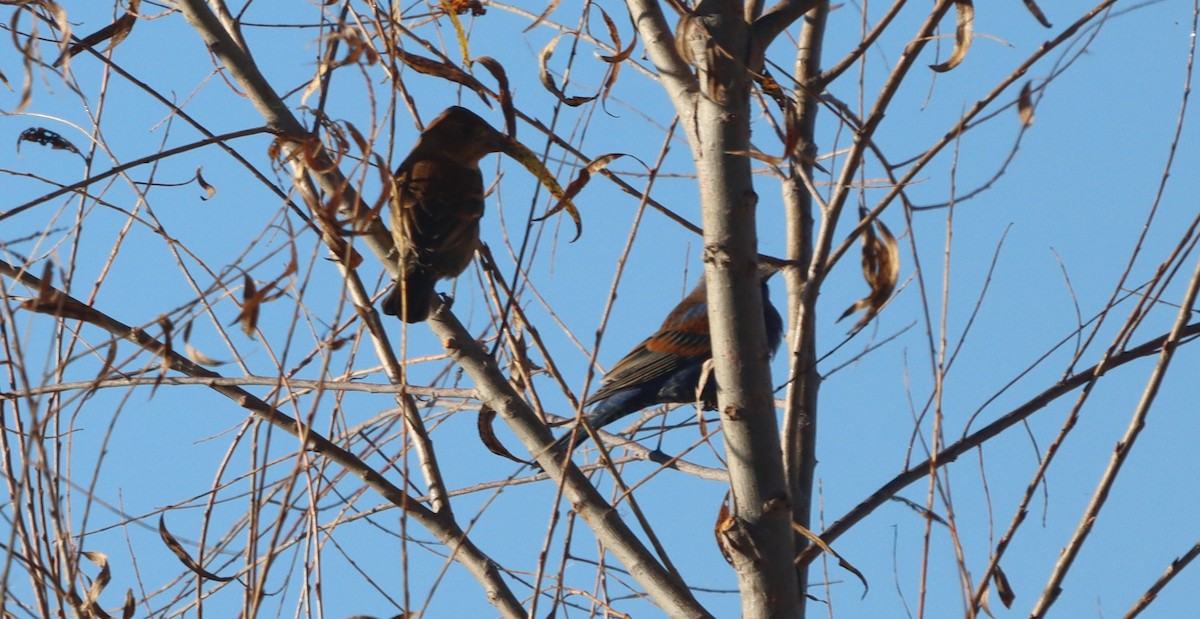 Blue Grosbeak - ML647330512