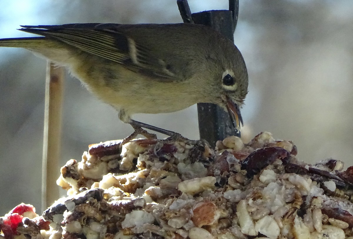 Ruby-crowned Kinglet - ML647330517