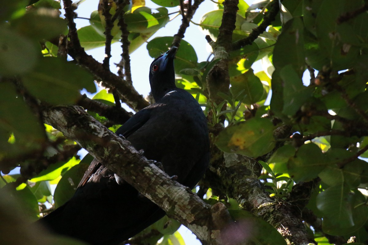Schwarzguan - ML647330521