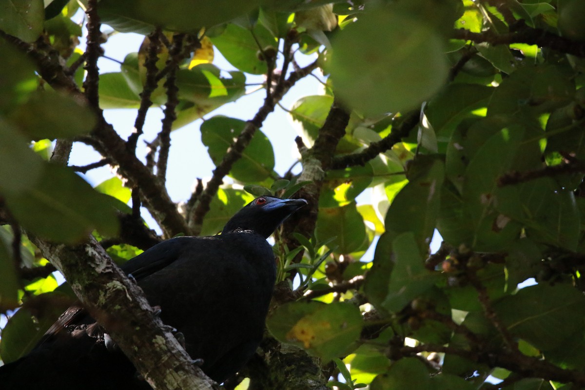 Schwarzguan - ML647330522