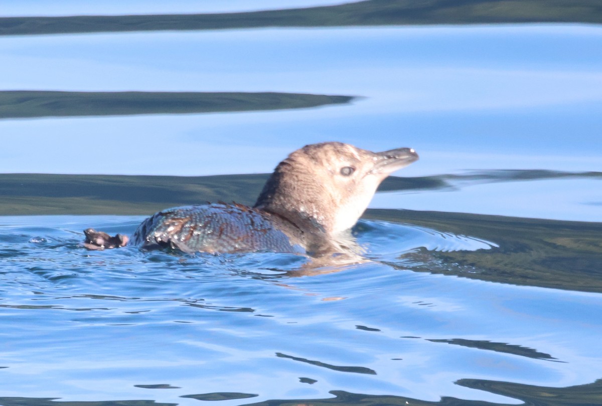 Малый пингвин - ML647330525