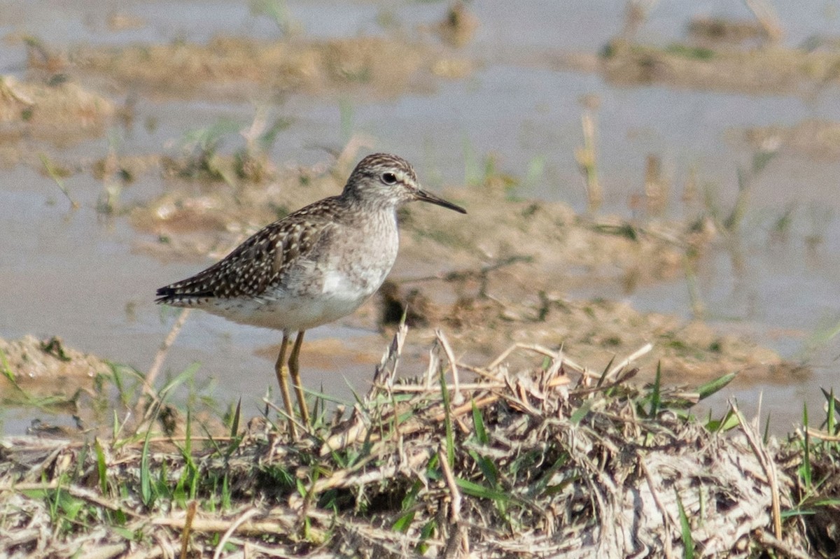 vodouš bahenní - ML647330533