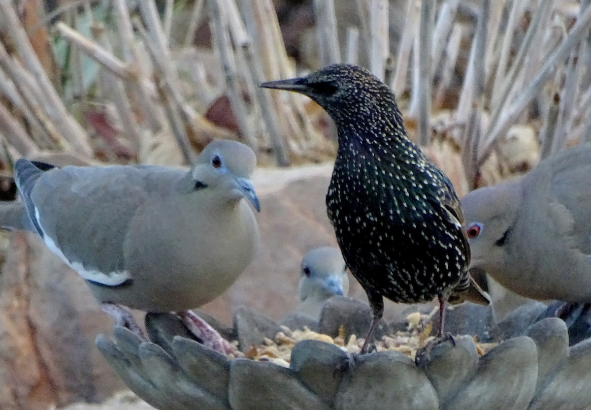 Хар тодол - ML647330543