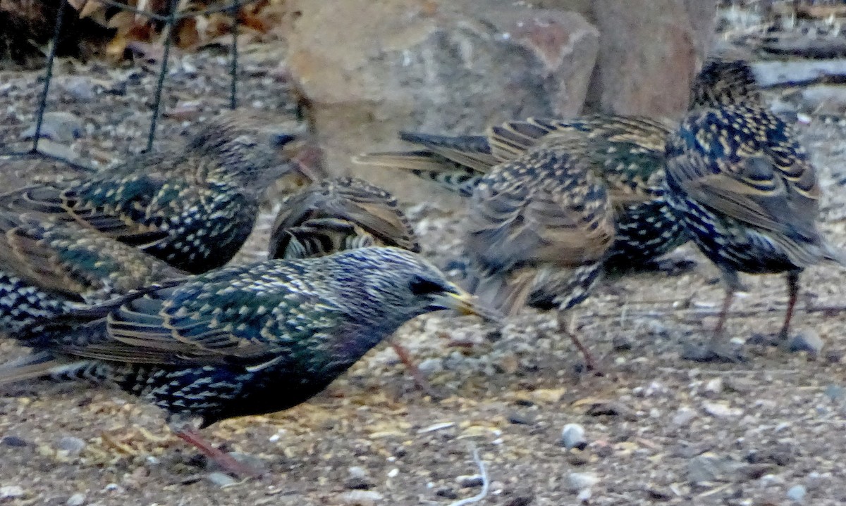 Хар тодол - ML647330565