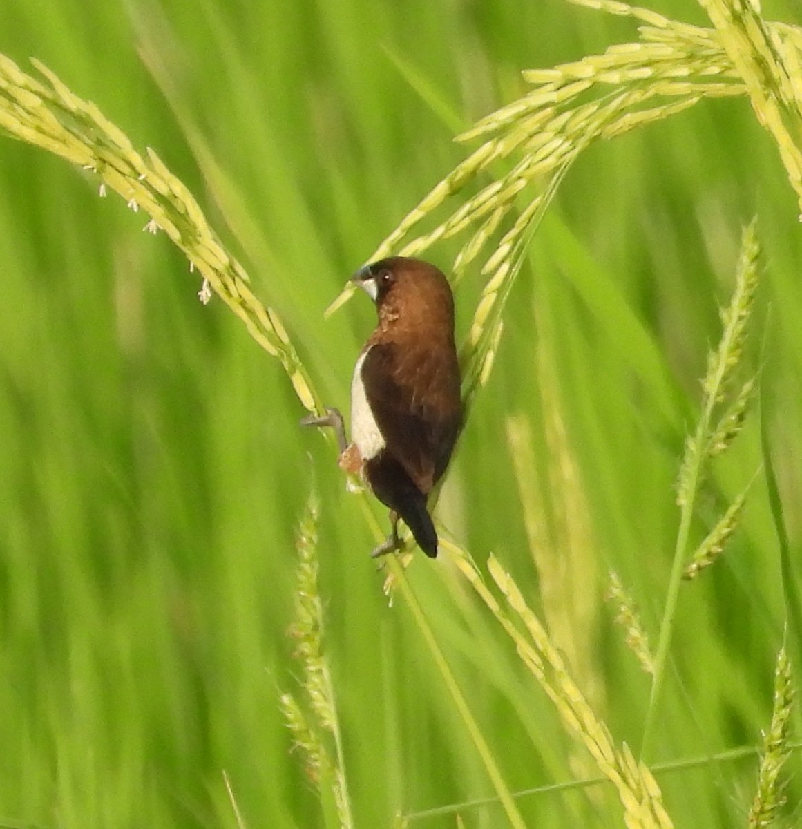 Javan Munia - ML647330568