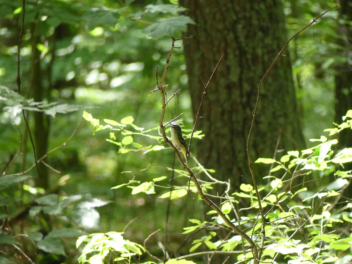 Blue-headed Vireo - ML647330587