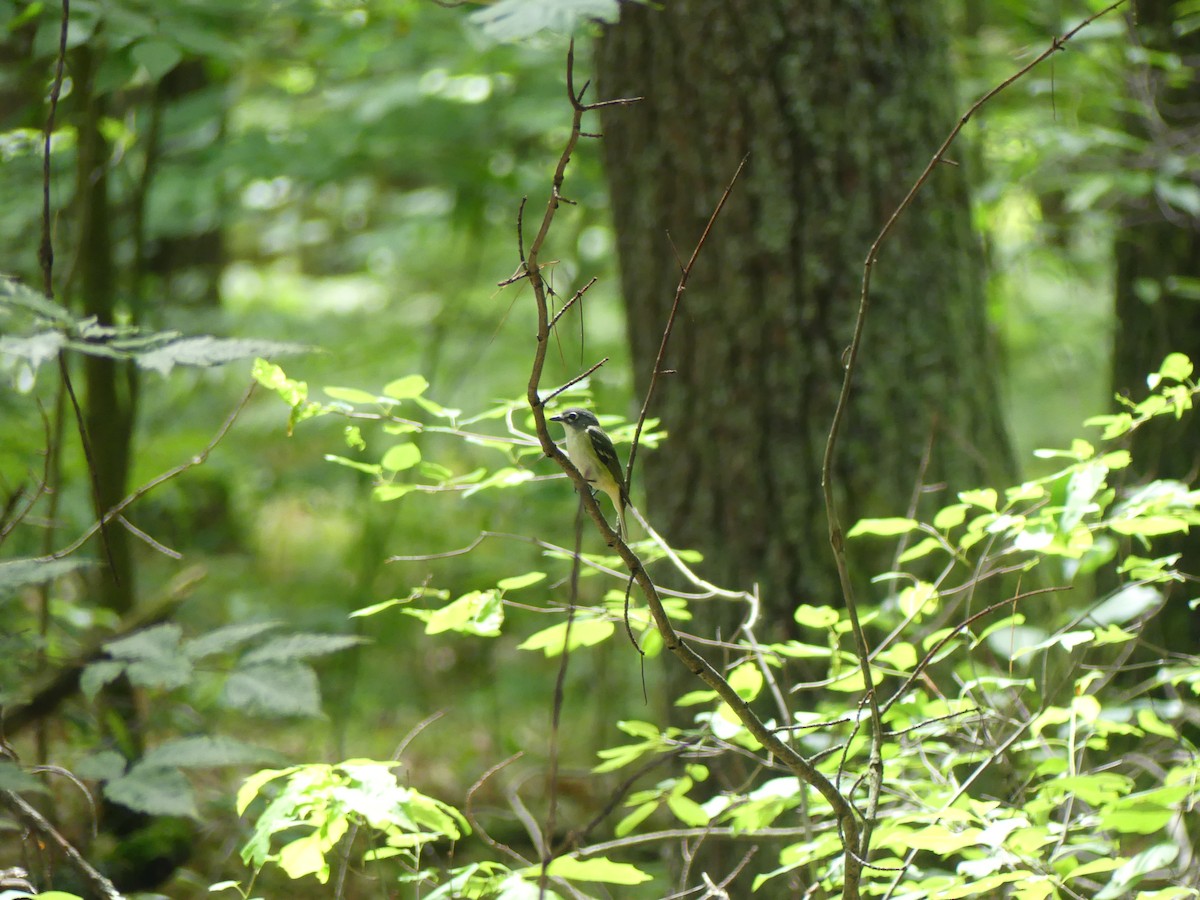 Blue-headed Vireo - ML647330588